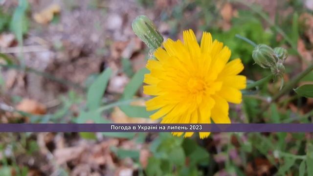 Погода в Україні на липень 2023: Погода на місяць смотреть онлайн