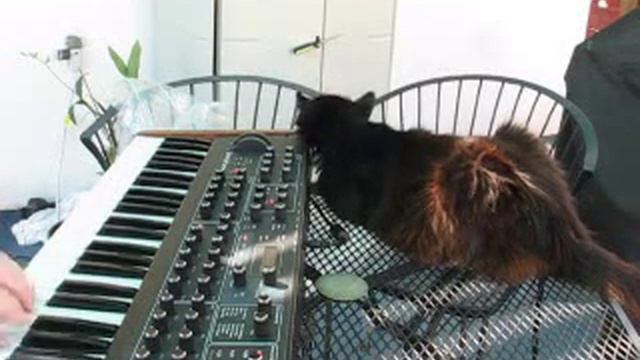 Prophet 8 and Little Phatty смотреть онлайн