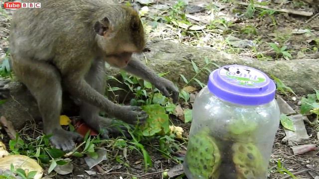 Very Pity Baby Monkey Get Attack From Big Monkey - Pigtail Baby Monkey Cry Call mommy Help смотреть онлайн