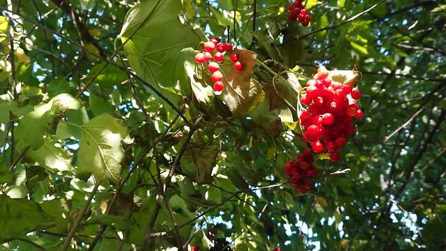 Viburnum bunches смотреть онлайн