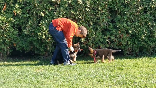 Кобели немецкой овчарки. Продажа. Тел. 89031252001 смотреть онлайн