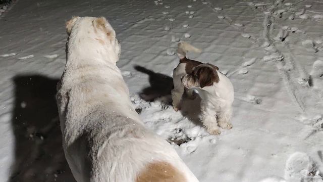 А снег идёт, а снег идёт! смотреть онлайн