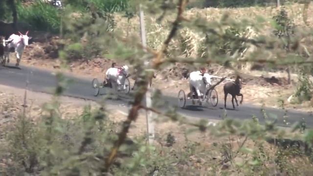 Horse and Bull Cart Race Nej 2019. perdbul ras. Pferd Ochsenrennen. смотреть онлайн