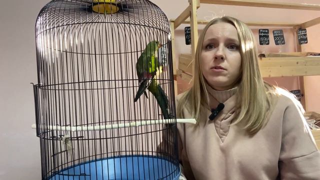 Роскошный горный попугай. Лучший попугай! смотреть онлайн