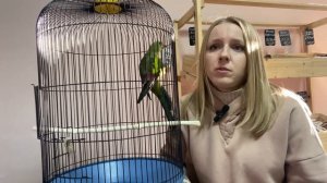 Роскошный горный попугай. Лучший попугай!