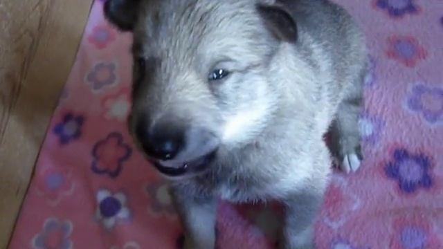 Маленькие лайки 3 смотреть онлайн