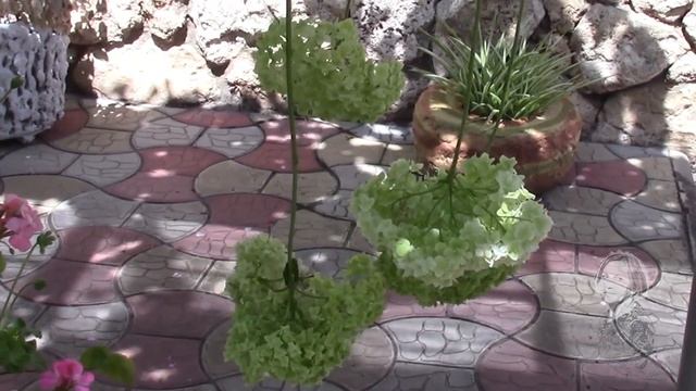 ГОРТЕНЗИЯ ОТЦВЕТАЕТ СРЕЗАЮ СОЦВЕТИЯ И ПРЕВРАЩАЮ В СУХОЦВЕТ смотреть онлайн