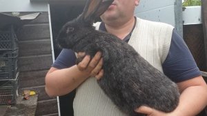 Покрытие крольчихи! Можно ли покрывать крольчиху после окрола??!!