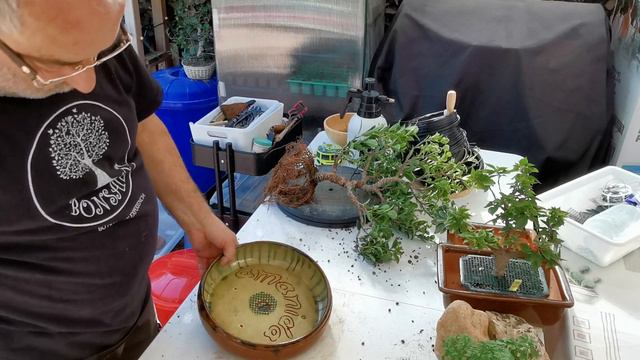 Transplante de ficus Tiger Bark con raiz gruesa[Que cortaremos] смотреть онлайн