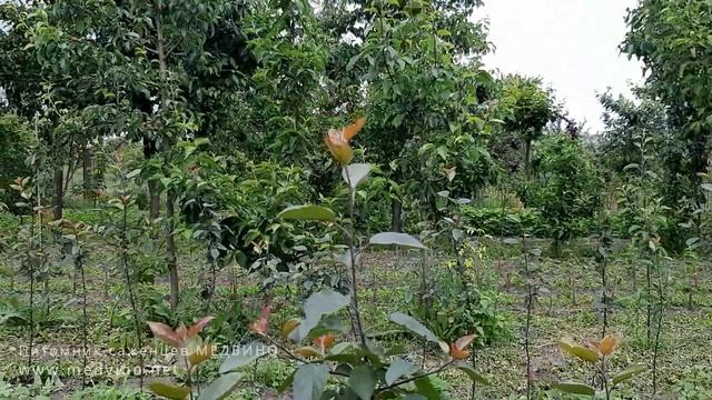 Подвои 54-118: подготовка к окулировке смотреть онлайн