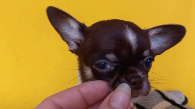 Ушки на макушке. Чихуахуа. Питомник Скарадомка. смотреть онлайн