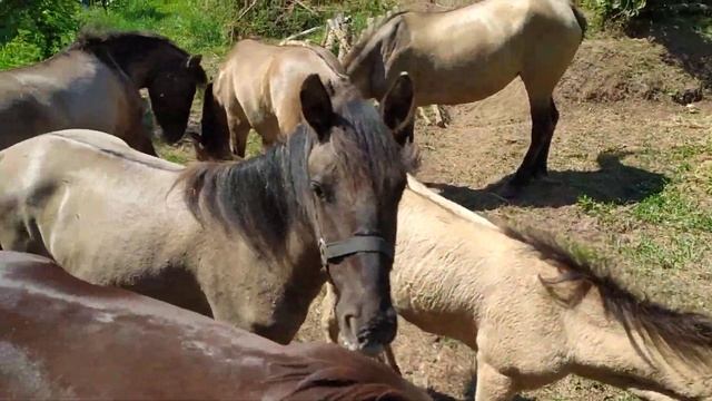 Вятские лошади и верблюды едят овёс смотреть онлайн