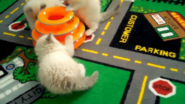PETSTAGES ИГРУШКА ДЛЯ КОШЕК 'ТРЕК' 3 ЭТАЖА смотреть онлайн