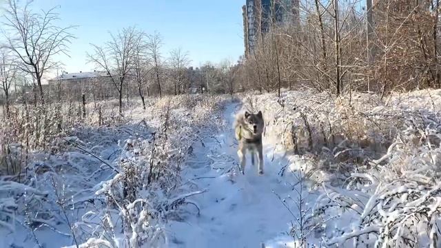 Самый короткий и смешной выгул! смотреть онлайн