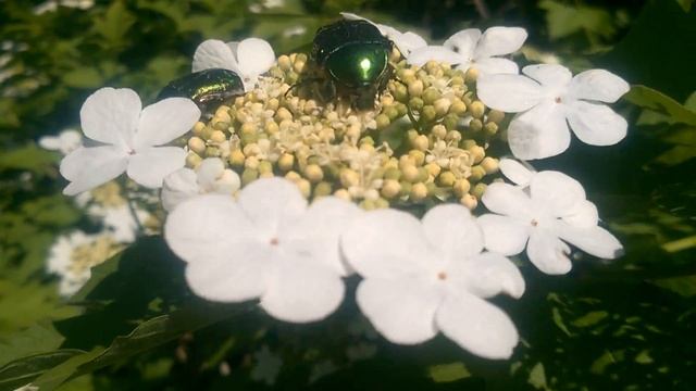 Июньские жуки. смотреть онлайн