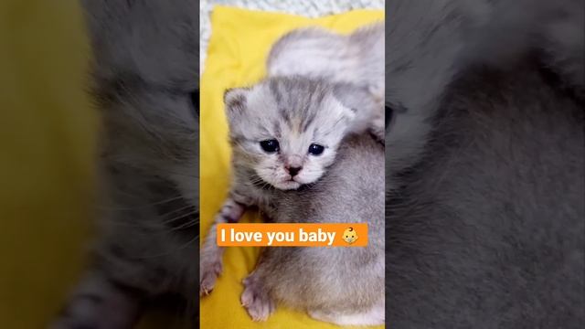 Мой красивый маленький котенок ? смотреть онлайн