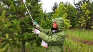 ТАЙНА ПО СБОРУ СОСНОВОЙ ШИШКИ // ВЕСЕННИЙ СБОР / ПОЛЕЗНАЯ ИНФОРМАЦИЯ И СОВЕТЫ!