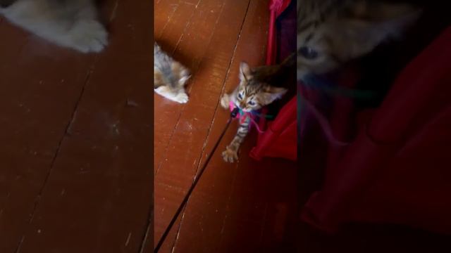 Котята пикси-боб и тойгер питомника FairyBerendey смотреть онлайн