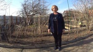 Малина.  Обработка весной от вредителей и болезней.