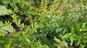 Гранат в открытом грунте 2022г. Цветение и способы посадки .