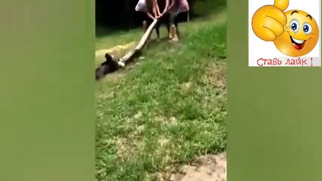 Спасение собаки от анаконды смотреть онлайн