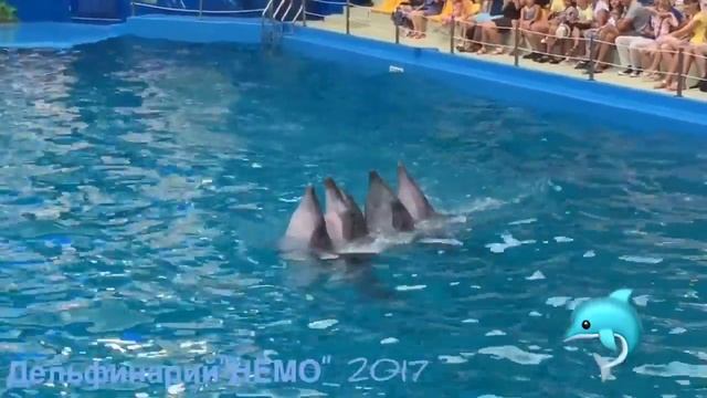 Принц и братик Израель дети дельфины Одесса смотреть онлайн