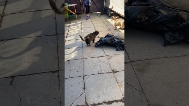 Кошка с собакой уживутся??? #жизньвдеревне #деревня #весна2022 #собака #кошка смотреть онлайн