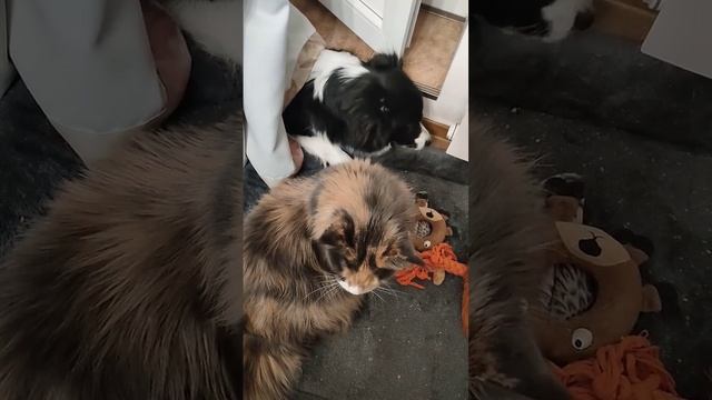 Что Шанти делает с кошкой #bordercollie #dog #pets #mainecoon #cat #lick смотреть онлайн