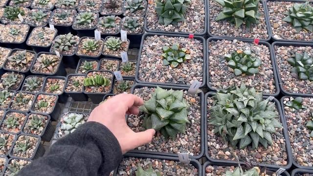 Как растут Хавортии зимой без досветки. Haworthia смотреть онлайн
