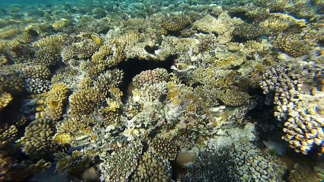 Egypt . Snorkeling with fish in the Red sea at Sharm-El-Sheikh. смотреть онлайн