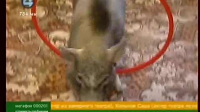 Минипиг Джульетта в Утр экспрессе 4канал апрель 2011 смотреть онлайн