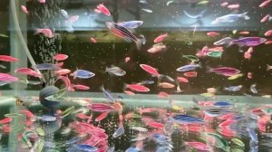 Корм для аквариумных рыбок Кормление рыбок в аквариуме