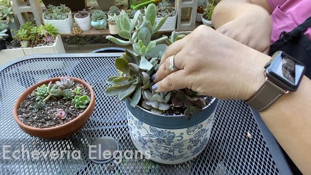 Arreglo con Suculentas | Succulent Arrangement смотреть онлайн