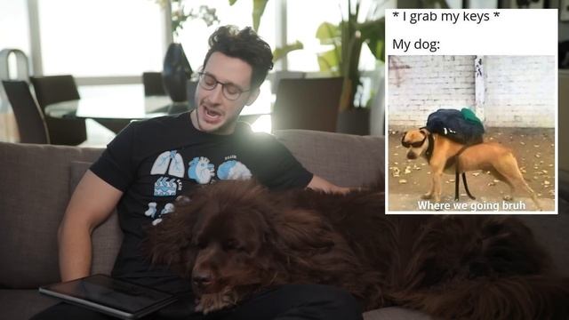 Reacting To Dog Memes With My Newfie Bear смотреть онлайн