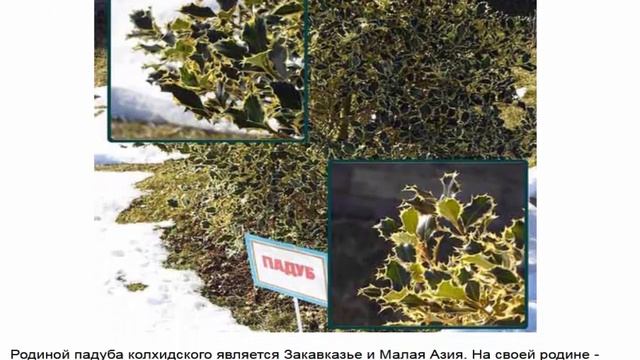 ПАДУБ Виды и сорта падуба смотреть онлайн