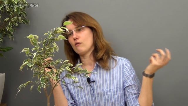 Формирование фикуса Бенджамина в свободном стиле (ч.2). смотреть онлайн