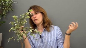 Формирование фикуса Бенджамина в свободном стиле (ч.2).