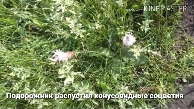Калоши на два размера больше смотреть онлайн