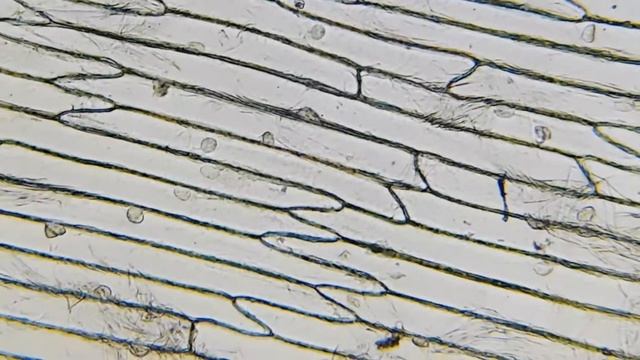Onion Cells Under a Microscope (100x-2500x) смотреть онлайн