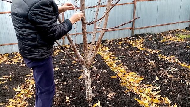 Лечу ЙОДОМ Кору Плодового ?Дерева АБРИКОСА сорта Орловчанин!!! ??? 16.11.23г?. смотреть онлайн