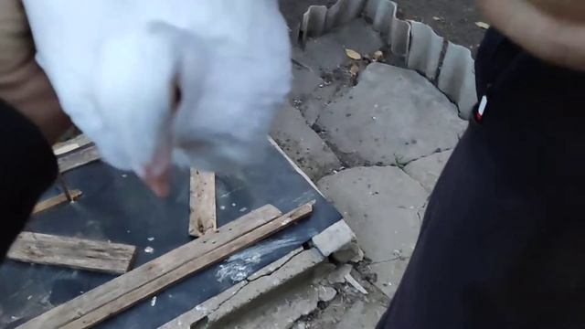 Одесские турманы смотреть онлайн