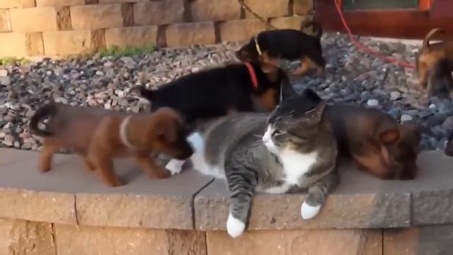 Самый терпеливый кот смотреть онлайн