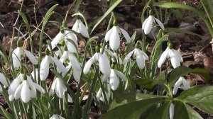 Пение соловья в весеннем лесу