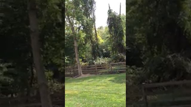 Mama Deer eating my astilbe смотреть онлайн