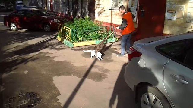 Московская кошка играет с метлой дворника, не дает подметать :)))) смотреть онлайн