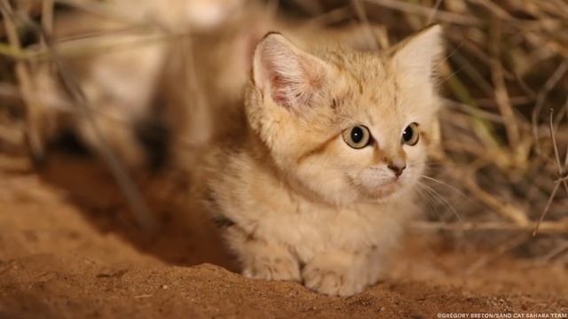 Sand Cat Kittens Spotted in the Wild for First Time смотреть онлайн
