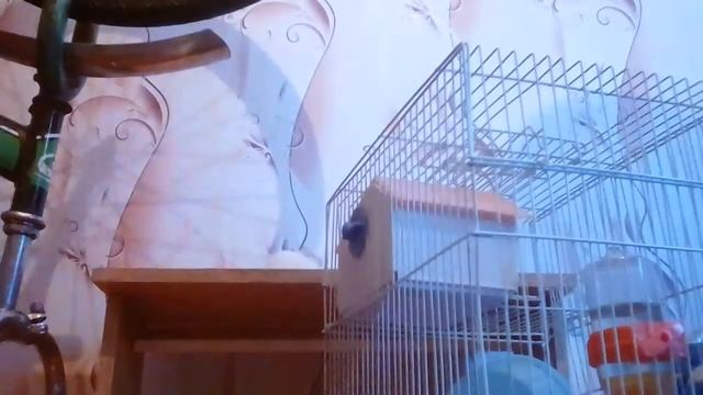 Как нужно ухаживать за хомяком смотреть онлайн