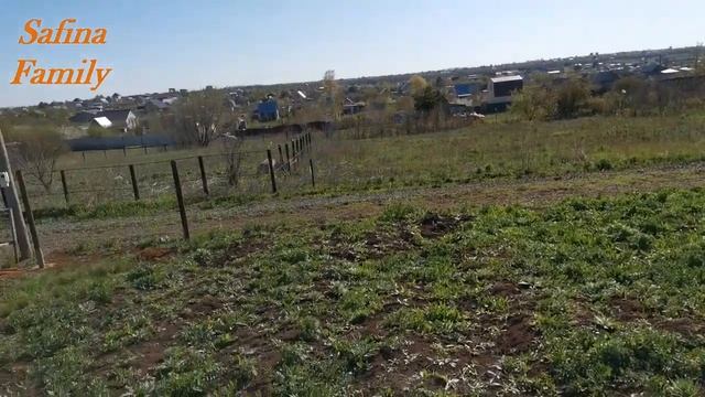 ДАЧНЫЙ СЕЗОН 2020 ЭКСПЕРИМЕНТ БОРЬБЫ С ДИКИМ ТЕРНОМ И ВИШНИ, НАШ ВЫВОД ПО УСТАНОВКЕ СТОЛБОВ Safina смотреть онлайн