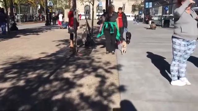 Dog Training | Shadow students walking dogs | Solid K9 Training Dog Training смотреть онлайн