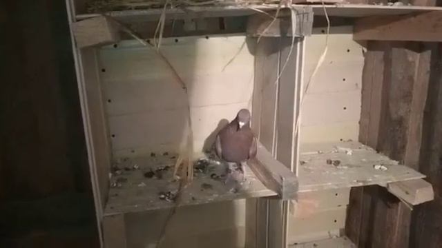 #PIGEONS. Бакинские бойные голуби Фархата Ивановская область смотреть онлайн